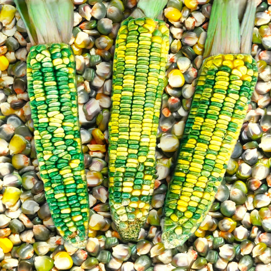 Green and Gold Dent Corn Seeds | Zea mays | Ornamental Oaxacan Maize Flint Seed for Gardens & Landscaping