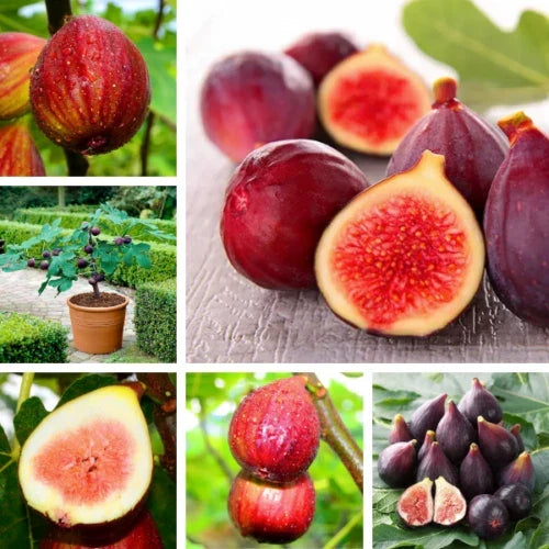 Fig Tree Seeds - 40+ Non-GMO Ficus carica for Home Garden, Sweet Fruit, Full Sun, USA Seller
