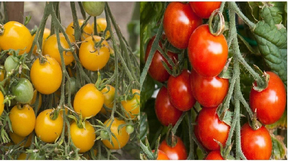 Small Tomato Seeds - Red & Yellow Cherry Heirloom, Non-GMO, Solanum lycopersicum, Vegetable Seeds for Container & Garden