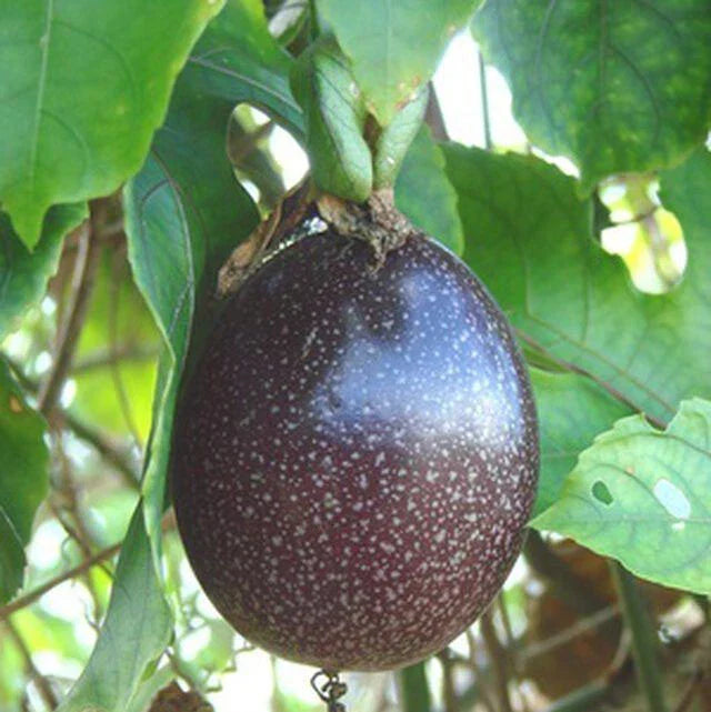 Purple Passion Fruit Seeds - Passiflora edulis Vine, Exotic Fruit & Blooming Passion Flower Seeds, 15+ Pack, USA Grown