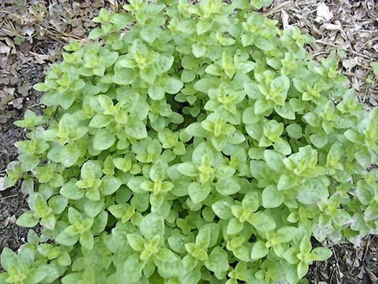 Italian Oregano Herb Seeds - Pack of 20+ Heirloom, Culinary, Origanum vulgare, Perennial Herb for Indoor & Outdoor Gardens