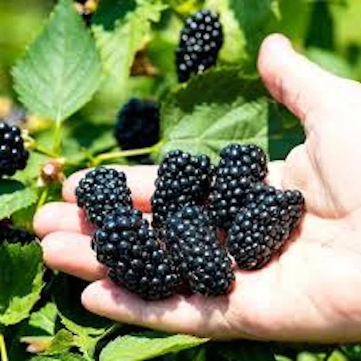 Prime-Ark Freedom Blackberry Plant, Bare Root, Floricane Variety, Rubus fruticosus, Edible Fruit, Easy Care, Antioxidant Rich