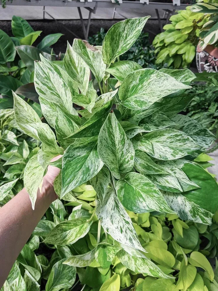 Snow Queen Pothos Cuttings – 3 Healthy Variegated Epipremnum aureum Stems for Indoor Houseplant, Easy Care, White and Green Foliage