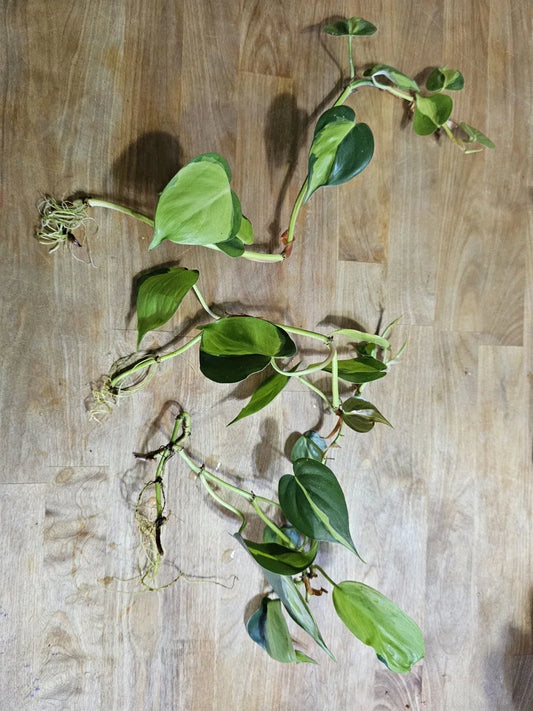 Philodendron Brazil Cuttings - Variegated Dark & Lime Green Leaves - Prerooted Plant Propagation - Philodendron hederaceum
