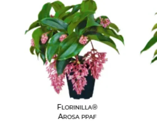 Medinilla Plant Starter | AROSA Magnifica | Live Well Rooted | Rare Indoor Houseplant with Vibrant Foliage and Elegant Flowers