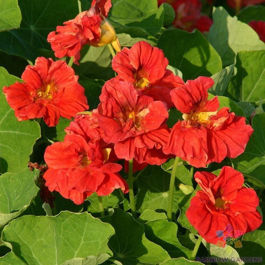 Cherrelle Nasturtium Seeds - 50+ Pack - Tropaeolum majus - USA Grown - Colorful Garden Blooms for Pollinator Attraction