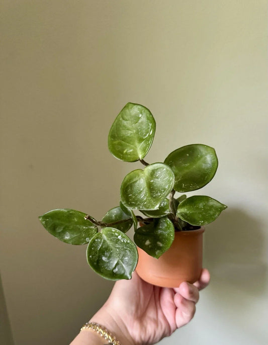 Hoya Chelsea Cuttings - Rooted Hoya Carnosa Chelsea Indoor Houseplant - Easy Care Succulent for Beginners