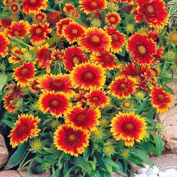 Blanket Flower Seeds - Perennial Gaillardia aristata - Drought Tolerant, Heat Resistant Wildflower for Pollinators & Gardens