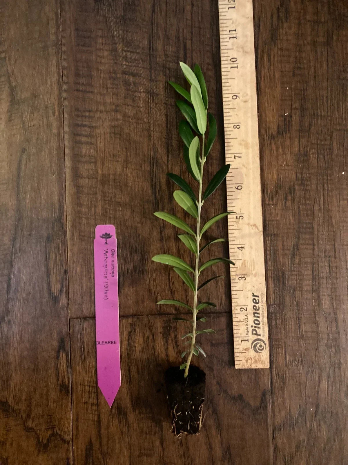 Arbequina Olive Tree Plug - 4-8 Inches - Edible Olea europaea for Home Garden & Container Growing