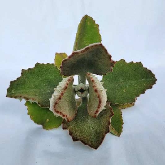 Kalanchoe Beharensis Fang Cutting | Succulent Plant Propagation | Unique Fanged Leaves