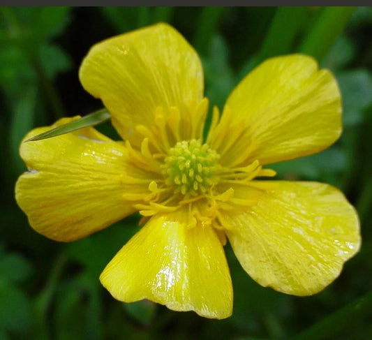 Organic Bulbous Buttercup Seeds - Bright Yellow Flowers, Ranunculus bulbosus, 100+ Seeds for Gardens, Borders & Wildflower Gardens