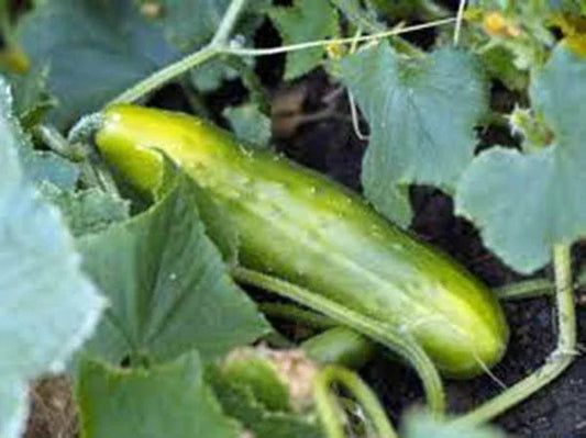 Heirloom Cucumber Seeds, Long Green Improved, Non-GMO, Cucumis sativus, for Salad & Pickling