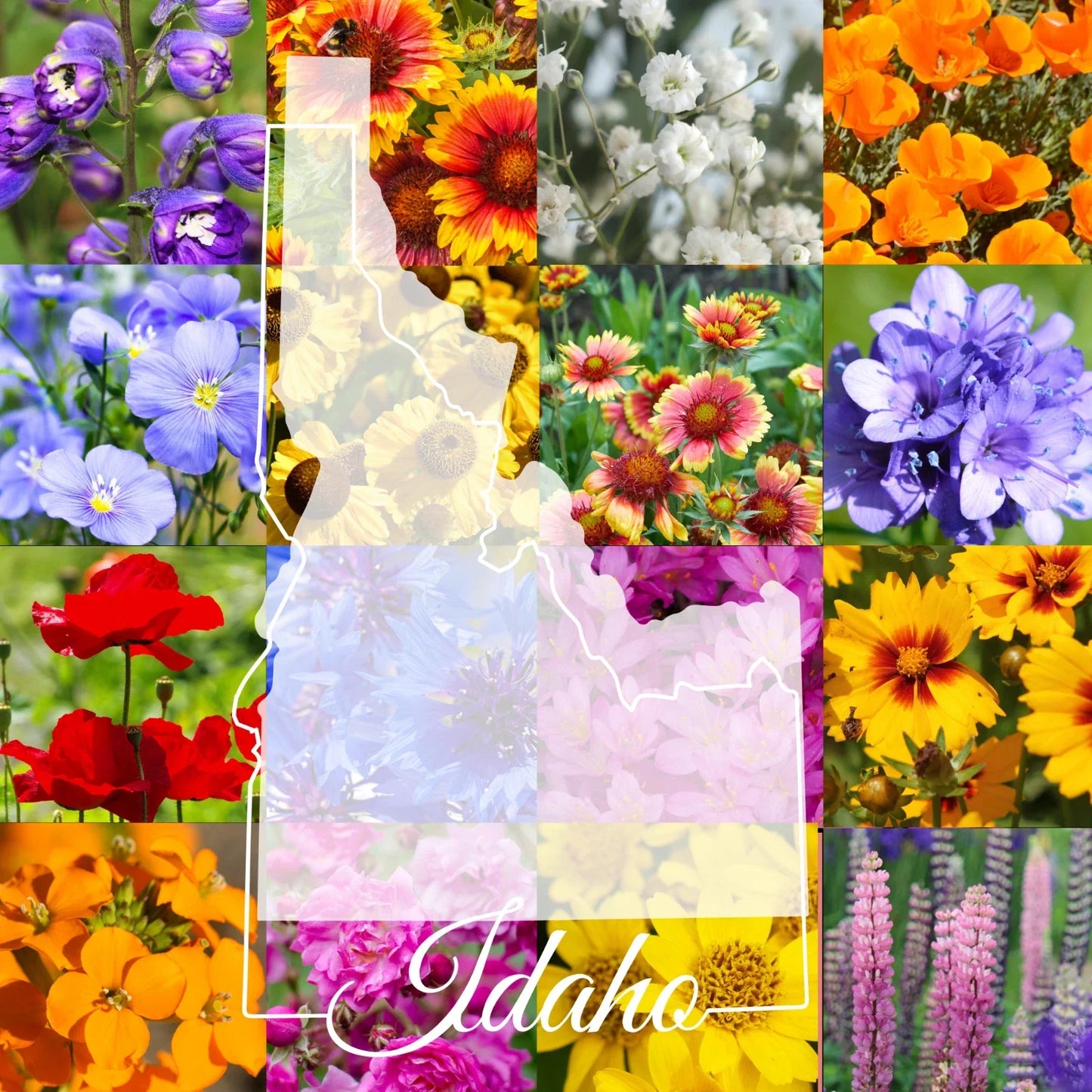 Bulk Wildflower Seed Mix 1 lb - Idaho Western Native Wildflowers for Pollinator Gardens and Natural Landscaping