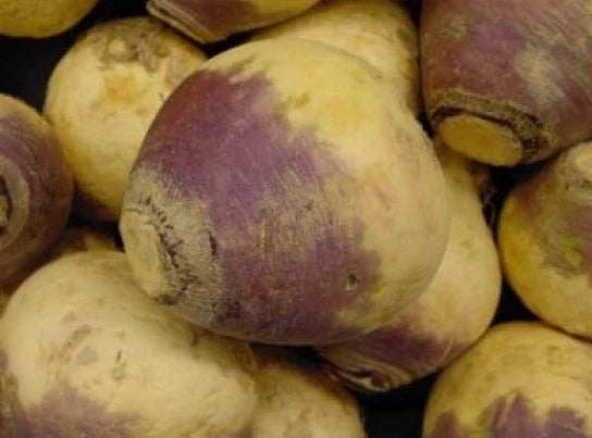 Fresh Rutabaga Seeds - American Purple Top Variety - Pack of 100 - Brassica napus for Home Garden, Nutritious Roots, Easy to Grow