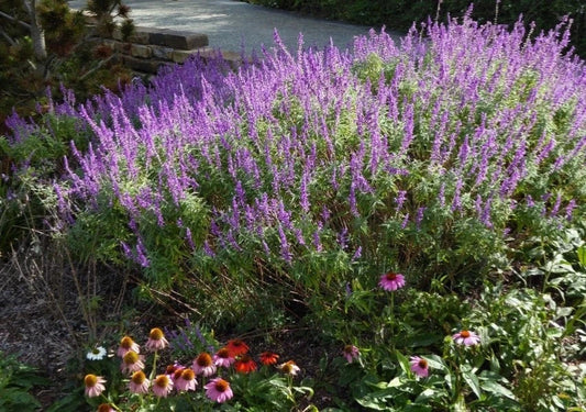 Mexican Sage Starter Plant 6-10" Salvia leucantha 'Santa Barbara' Drought Tolerant Purple Flowers, Full Sun Garden Plant