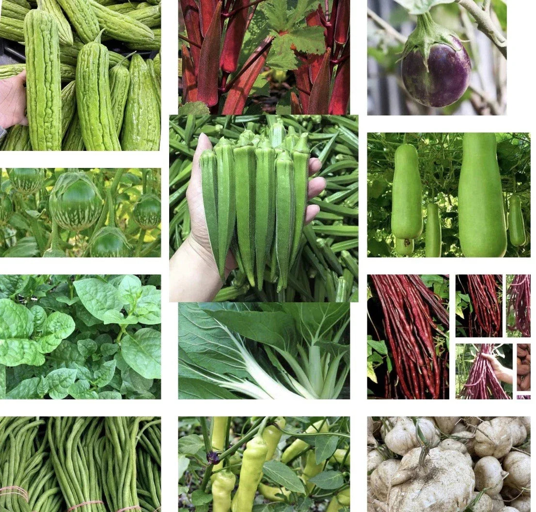 Asian Vegetable Seeds Set of 20 - Non-GMO Organic Gardening Supplies for Home Gardens, Balcony, Patio