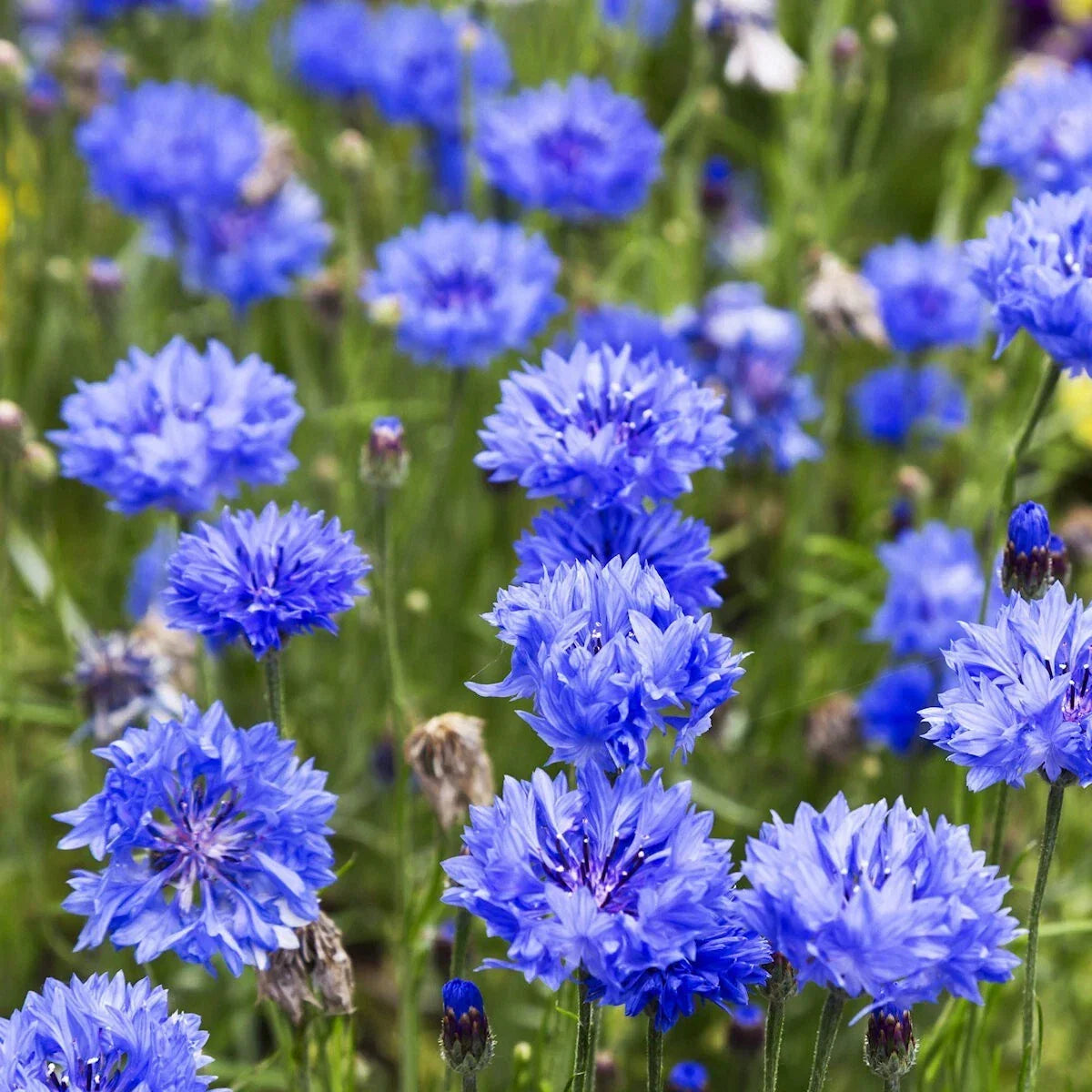 Wildflower Seeds 1 lb Tall Blue Bachelor Button Cornflower Seeds Centaurea cyanus for Garden, Pollinator Attracting, Easy to Grow