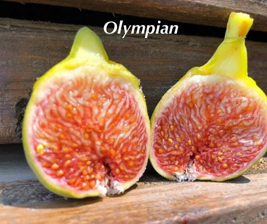 Olympian Fig Tree Live Plant Starter - Ficus carica Bare Root Fruit Tree for Garden or Container