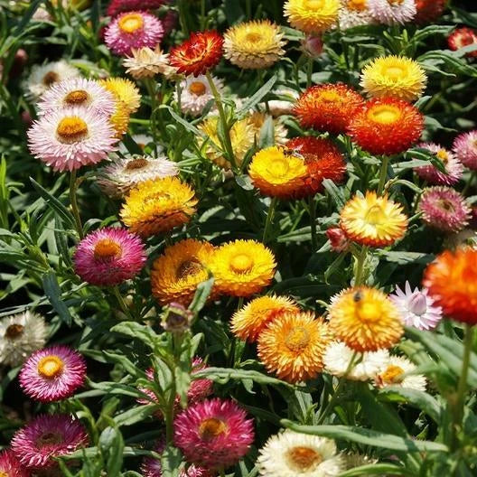 Dried Strawflower Seeds - Dwarf Mixed Colors - Non-GMO Helichrysum bracteatum - 500 Seeds for Garden & Cut Flowers