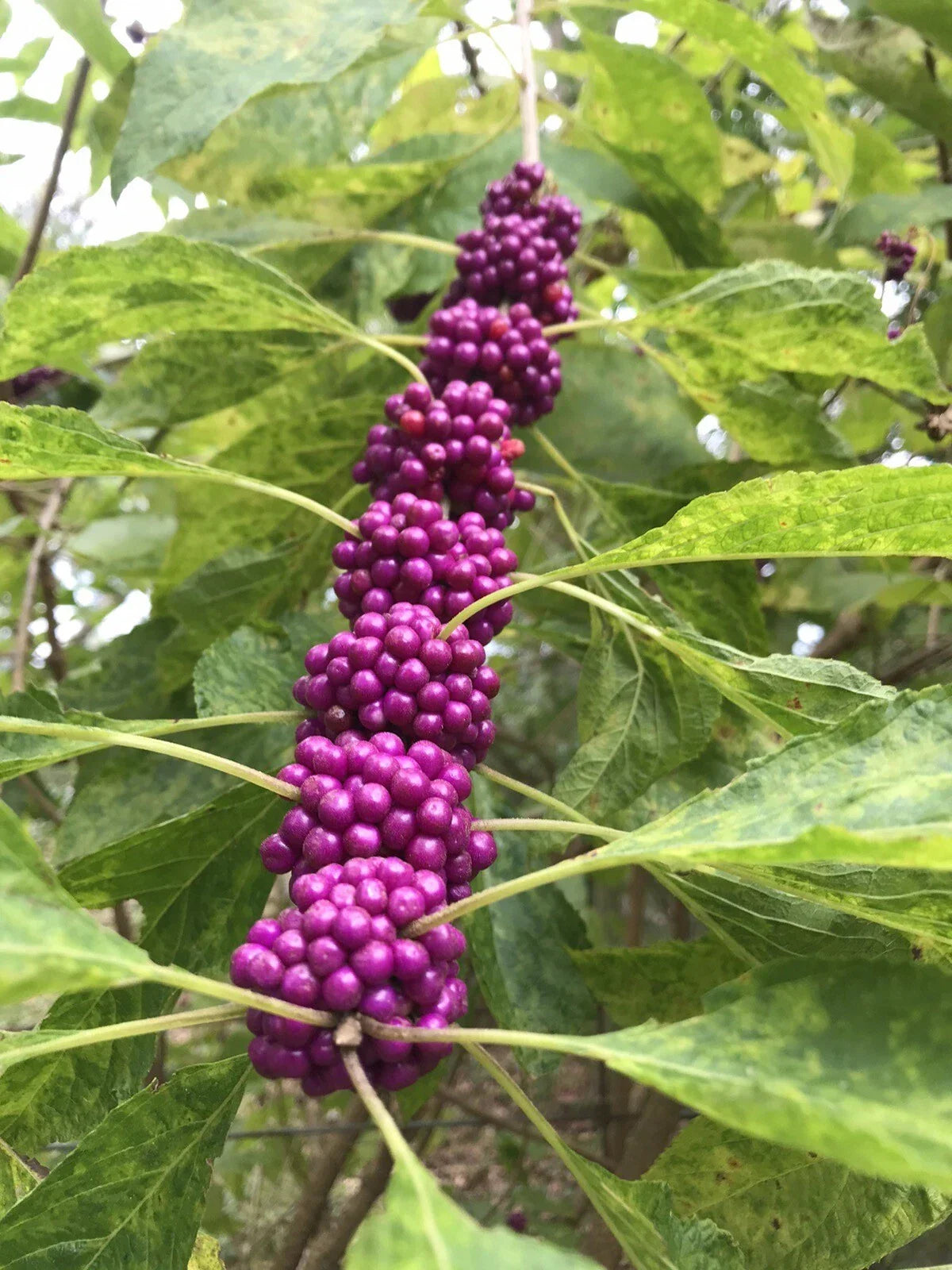 Beauty Berry Bush Live Plant Cuttings, 7 Pack, Callicarpa americana, Propagation, No Roots, Garden Shrubs