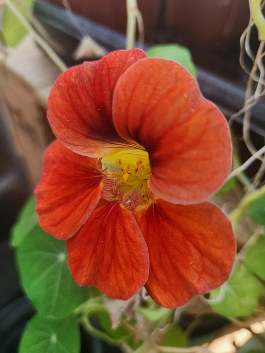 Nasturtium Live Plant – Edible Flowers, Colorful Varieties – Tropaeolum majus, Well-Rooted Garden Flower, Pollinator Attracting