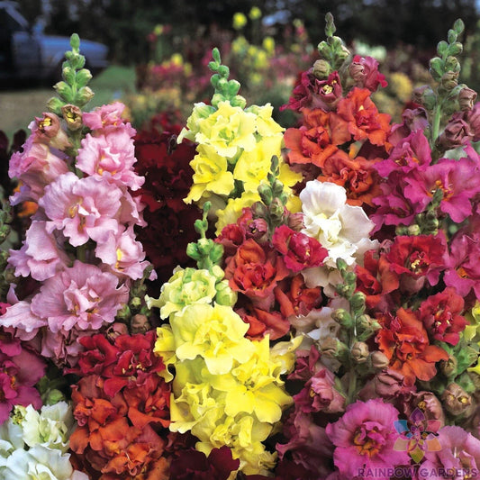 Madame Butterfly Mix Snapdragon Seeds - 1000+ Antirrhinum majus Annual Flower Seeds for Garden, Borders, Containers, Vibrant Colors