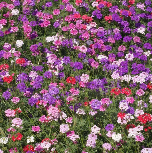 Groundcover Verbena Seeds - MOSS Mixed Colors - Perennial Non-GMO Seeds for Rock Gardens & Borders (Verbena tenuisecta)