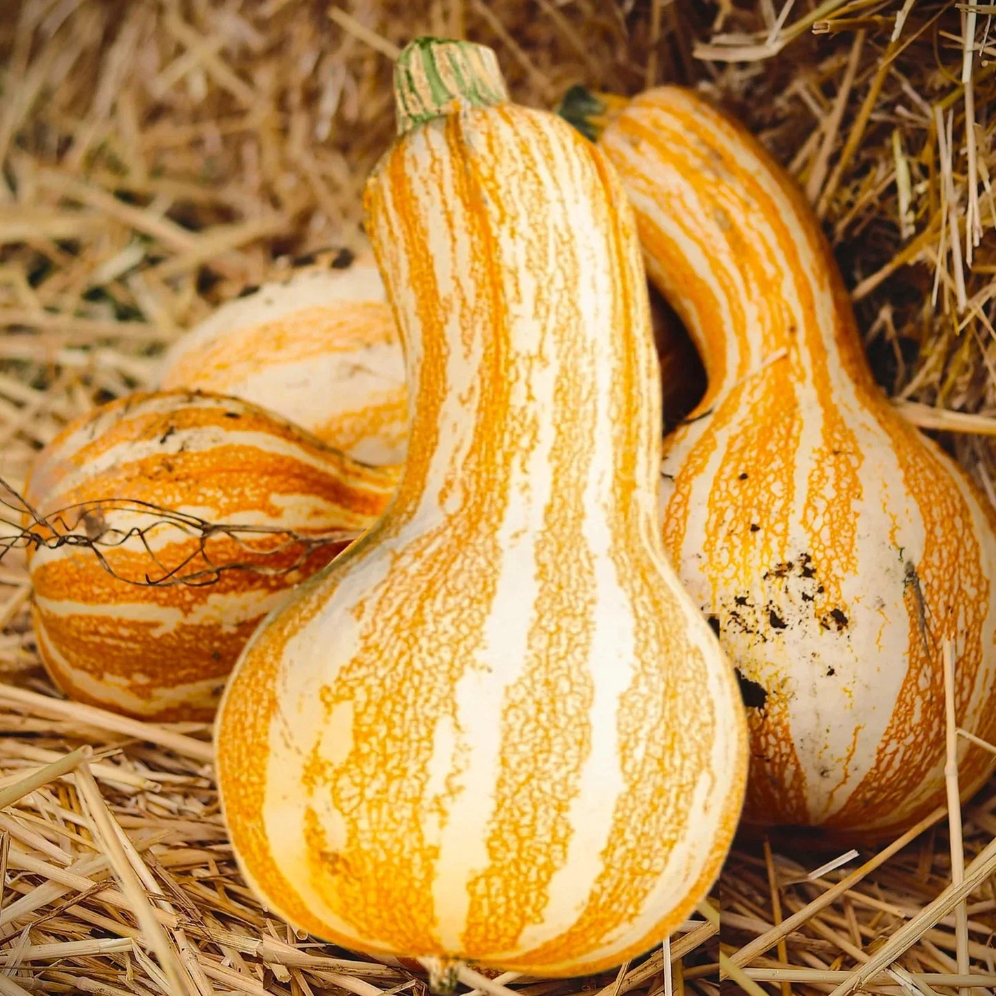 Cushaw Pumpkin Seeds Orange Striped Variety for Planting - Cucurbita moschata, Heirloom, Decorative & Culinary