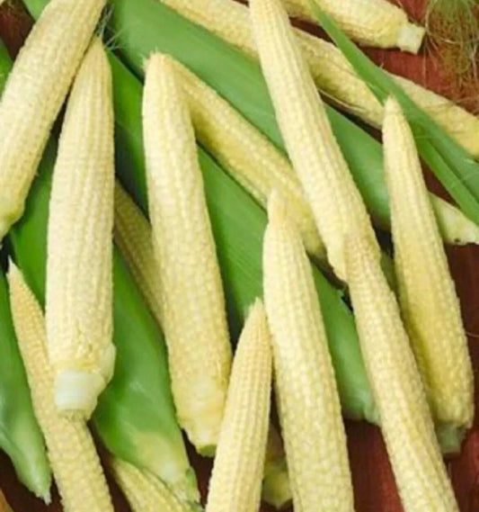Japanese Hulless White Popcorn Seeds - Non-GMO Zea mays for Home Garden, Fluffy Kernel, Easy to Grow, 25+ Seeds