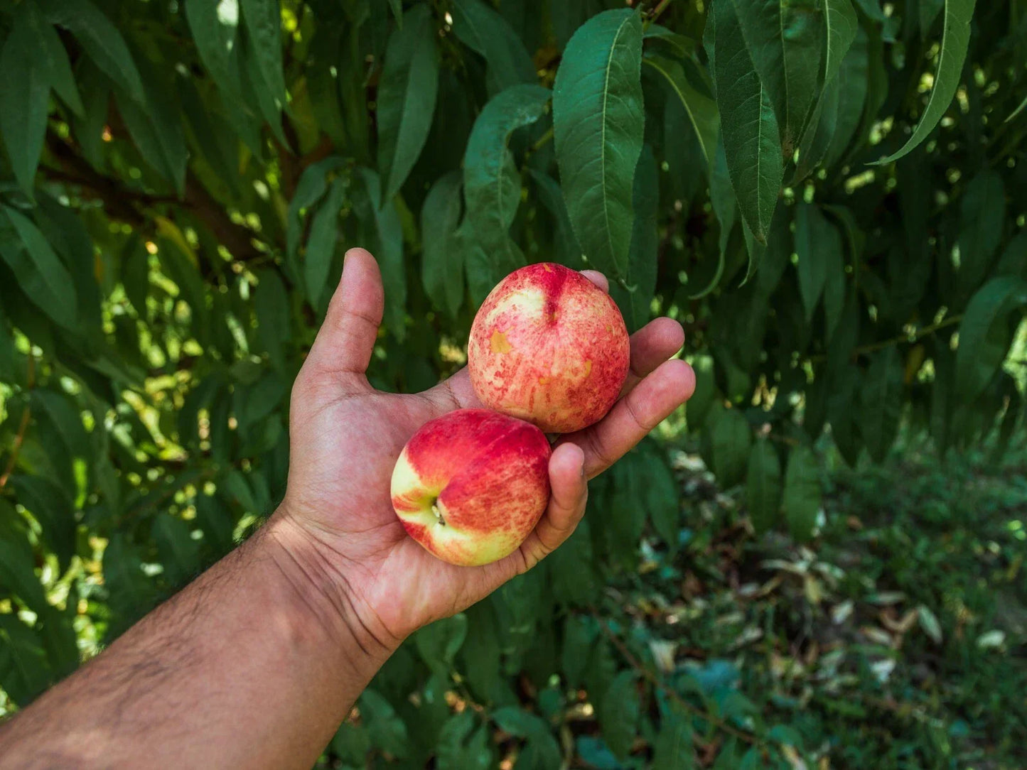 Dwarf Peach Tree Seeds Pack of 12 - Fast Growing Prunus persica for Small Gardens, Containers, Patio
