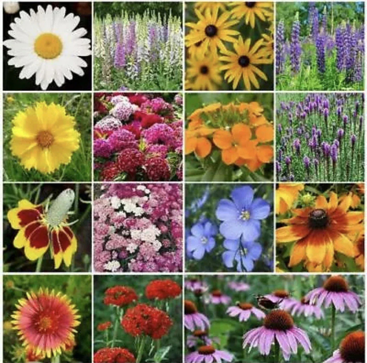 All Perennial Flower Seed Mix 500 Seeds for Butterflies & Bees - Heirloom Non-GMO, 15 Species, Pollinator Garden, Eco-Friendly Seeds
