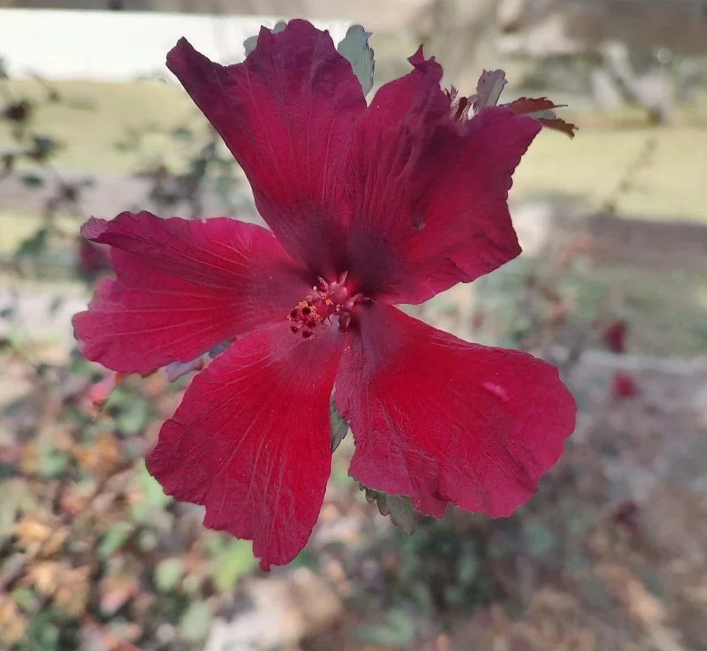 Cranberry Hibiscus Live Plant 4-Inch Pot, Acetosella, Tropical False Roselle, Fast Growing Indoor Houseplant