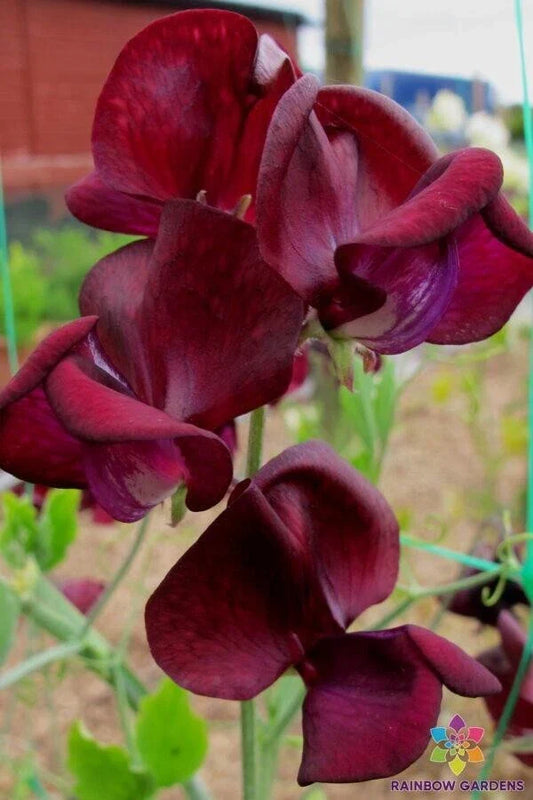 Monty Don Sweet Pea Seeds 50 Pack, Lathyrus odoratus, Climbing Vine, Vibrant Colors, Fragrant Annual Garden Plant