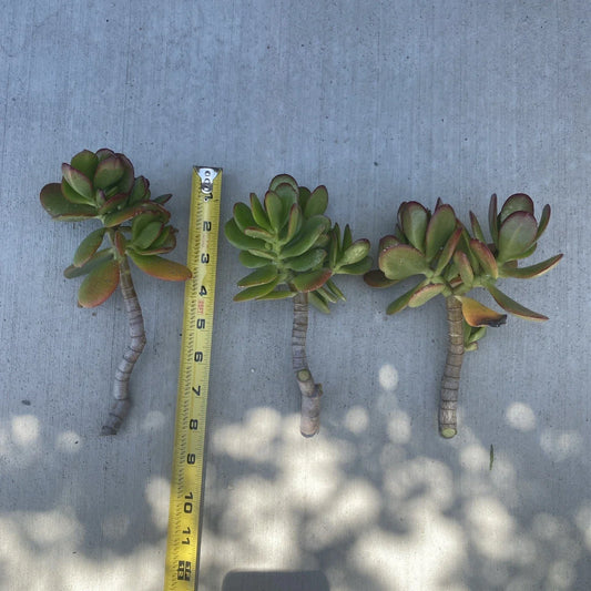 Jade Plant Cutting – Live Crassula ovata Propagation Starter – No Roots, Fleshy Leaves, Succulent Plant for Gardening