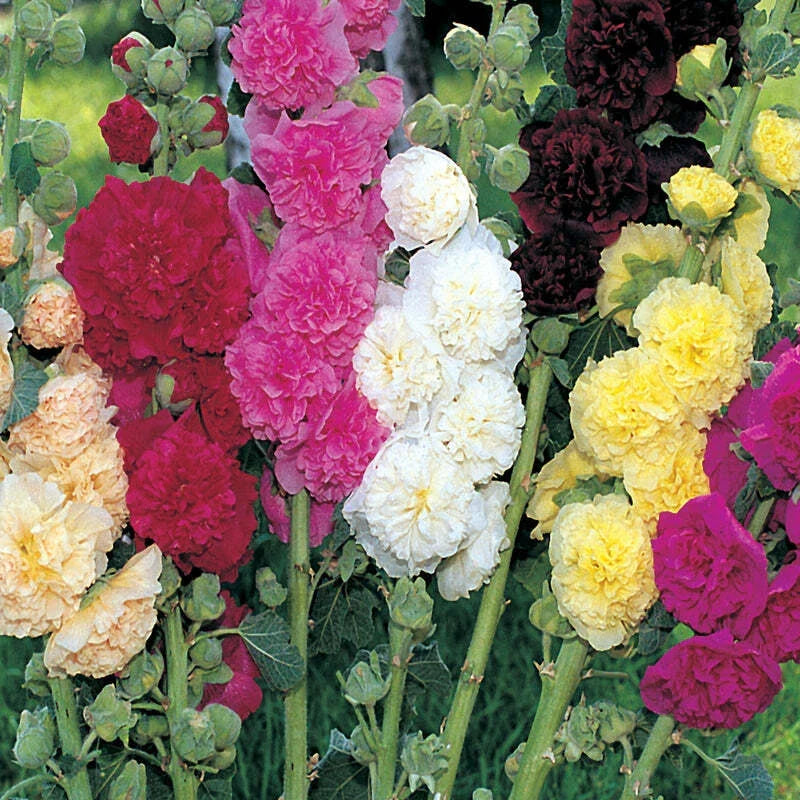 Hollyhock Powderpuffs Mix Bare Root Plants Set of 2 - Large Pastel Flowers - Alcea rosea - Easy Care, Zones 3-9