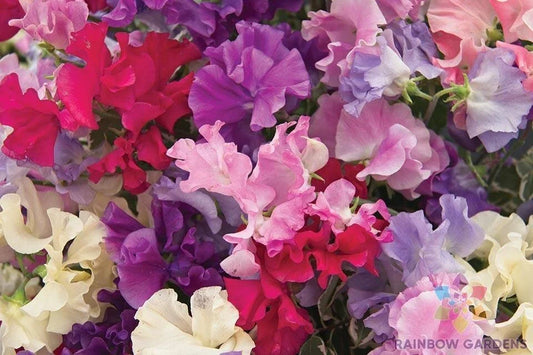 Mammoth Mix Sweet Pea Seeds – 50+ Lathyrus odoratus Climbing Flowers for Garden, Fragrant, Vibrant Colors, Annual Planting