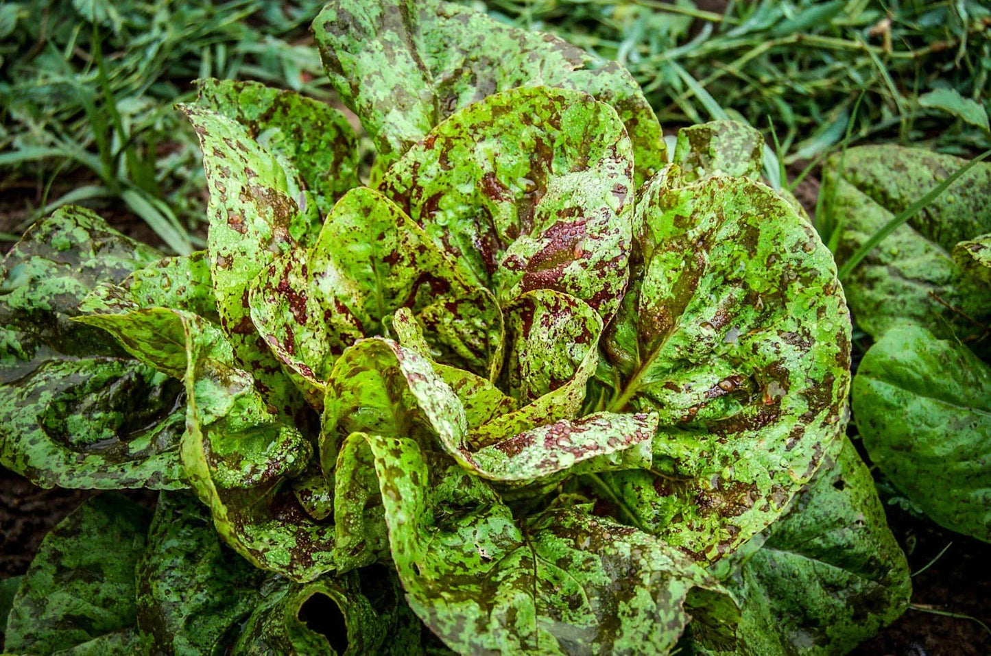 Freckles Romaine Lettuce Seeds – Heirloom Lactuca sativa for Home Gardening, Salad, Wraps, Indoor & Outdoor Cultivation