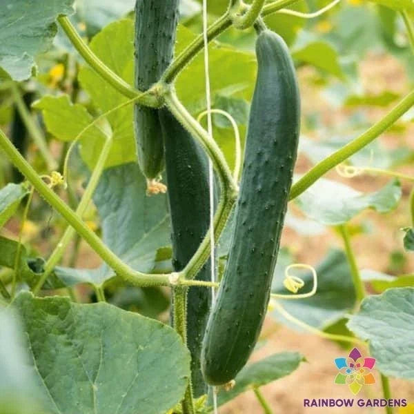 Arola Cucumber Seeds Pack of 25+ | Heirloom Cucumis sativus for Home Garden, Patio & Container Growing
