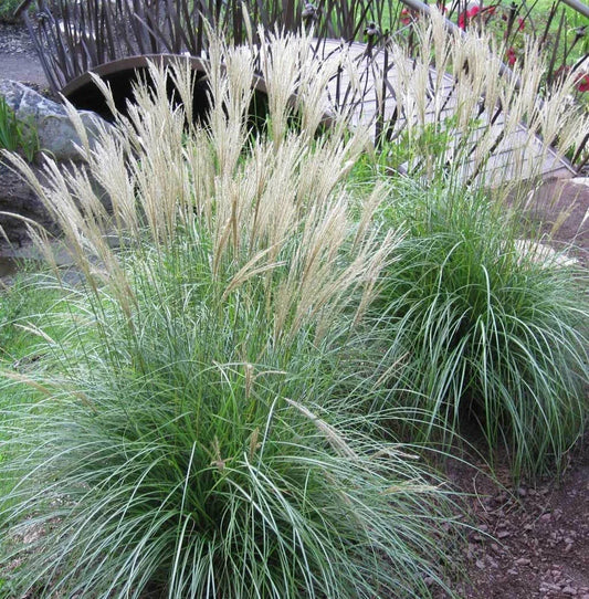 Large Adagio Maiden Grass Plant Clump – Live Perennial Miscanthus sinensis 'Adagio' for Garden Borders & Focal Points