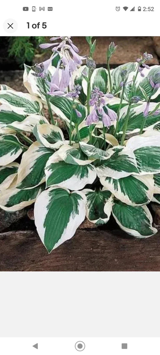 Hosta 'Patriot' Root Plant - Variegated Green and White Foliage for Shade Gardens, Perennial, Ready to Plant