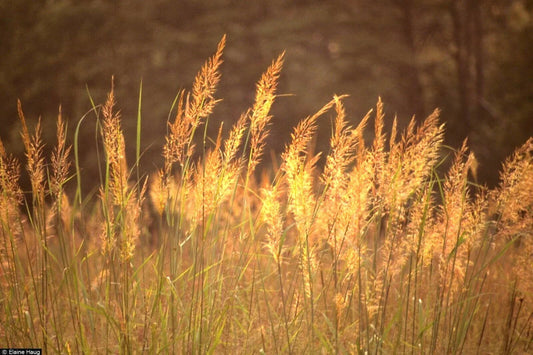 Indian Grass Seeds - 500+ Count Native Prairie Wildflower for Poor Soils, Ornamental, Sorghastrum nutans
