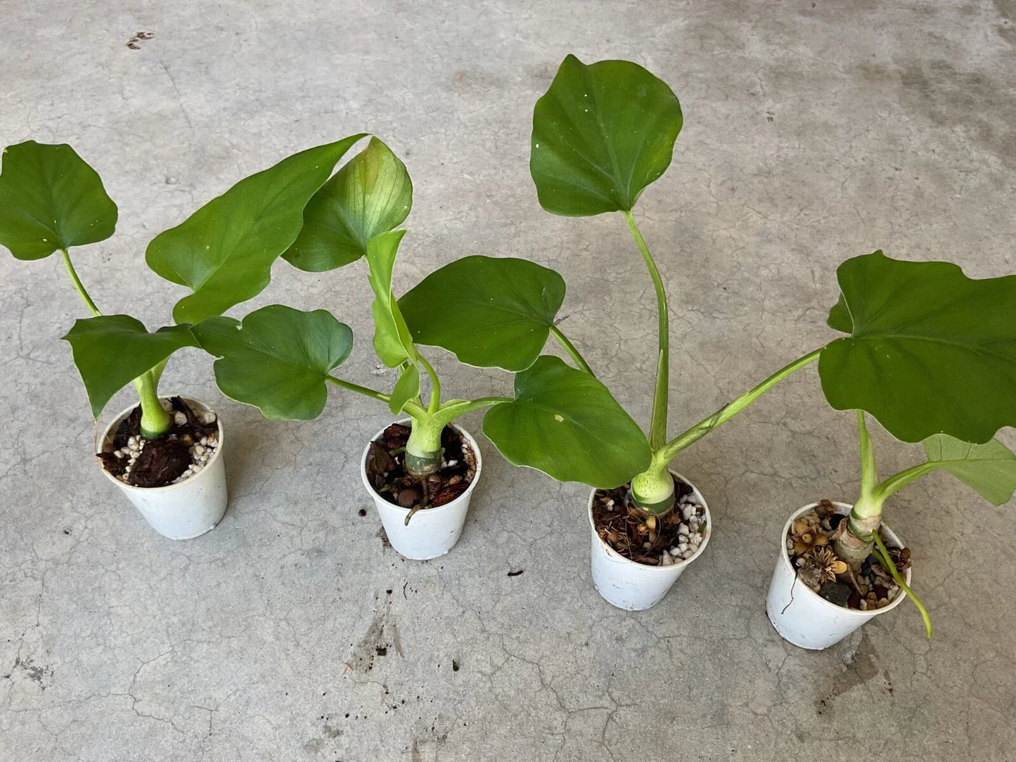 Philodendron Warscewiczii Aroid Houseplant in 1.5” Pot – Tropical Indoor Plant with Unique Roots and Lush Leaves