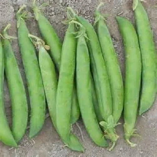 Maestro Pea Seeds - Heirloom Pisum sativum, Non-GMO Garden Seeds for Home Gardening, Climbing Vine, 100 Seeds, Free Shipping