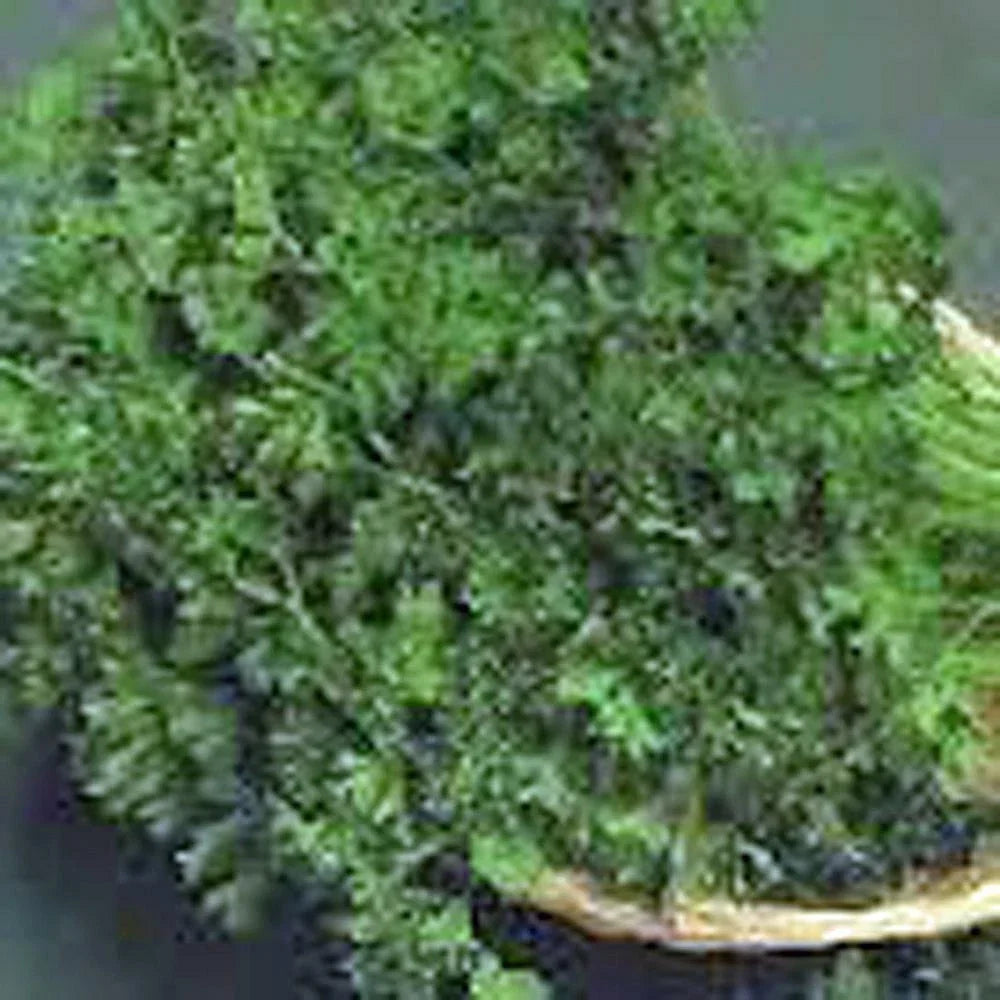 Dark Green Italian Parsley Seeds - Petroselinum crispum, Non-GMO, 1000 Seeds for Herb Garden, Culinary & Garnishing