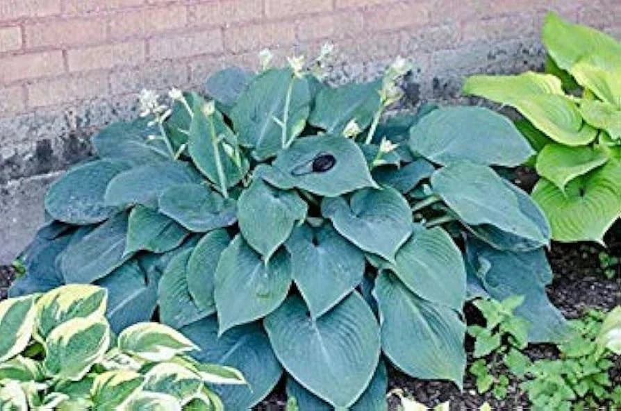 Hosta Plants 3 Bare Root Blue Angel Shade-Loving Perennials Hosta 'Blue Angel'