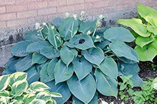 Hosta Plants 3 Bare Root Blue Angel Shade-Loving Perennials Hosta 'Blue Angel'