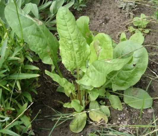 Large Leaf Sorrel Seeds 1500 Count Non-GMO Heirloom Rumex acetosa Organic Gardening, Edible Greens, Salad Herb