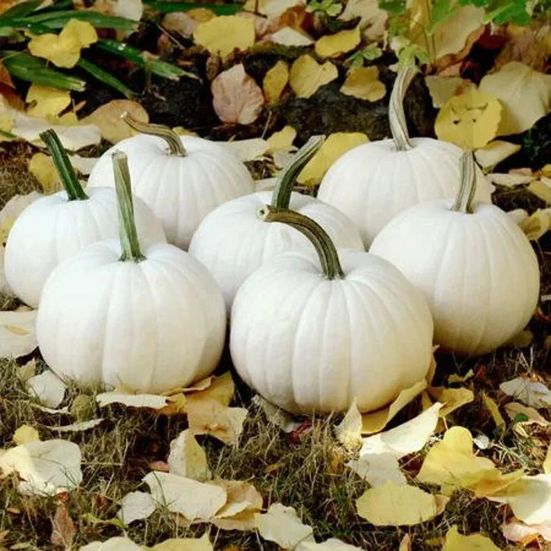 Casper The White Ghost Pumpkin Seeds - Organic, Non-GMO, Heirloom Cucurbita pepo, 10 Pack for Halloween & Fall Gardens