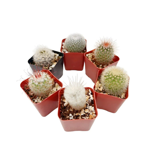 Live Cactus Collection of 6 Indoor Outdoor Succulents - Assorted Varieties, Drought-Resistant Cacti, Easy Care, Decorative Pots