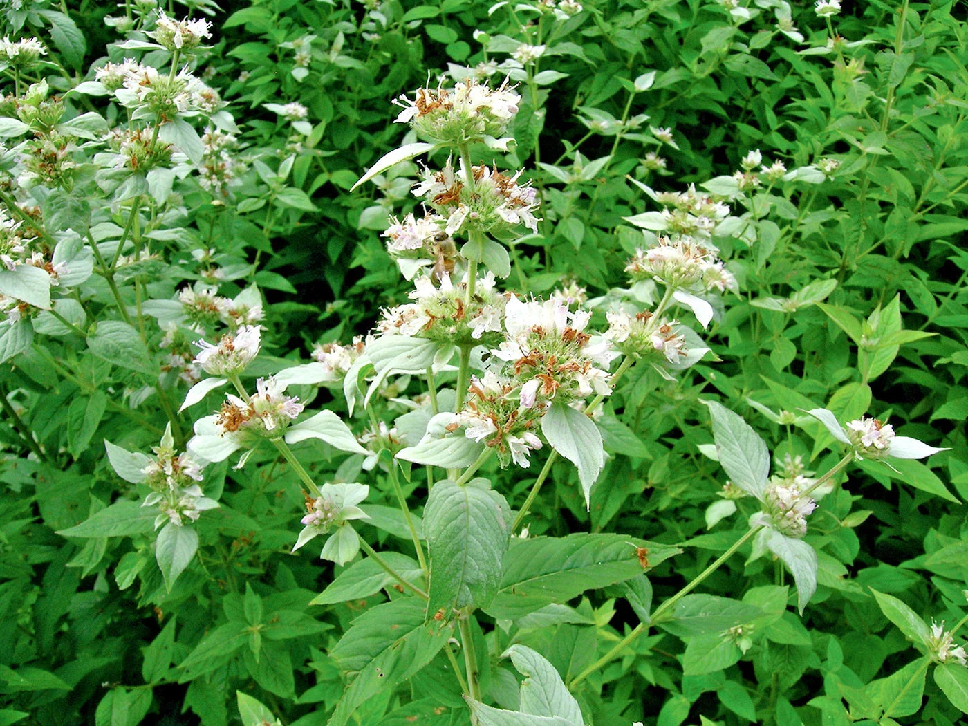 Mountain Mint Seeds - 500+ Edible Wildflower Herb for Drought Tolerance, Shade, Native Pycnanthemum virginianum